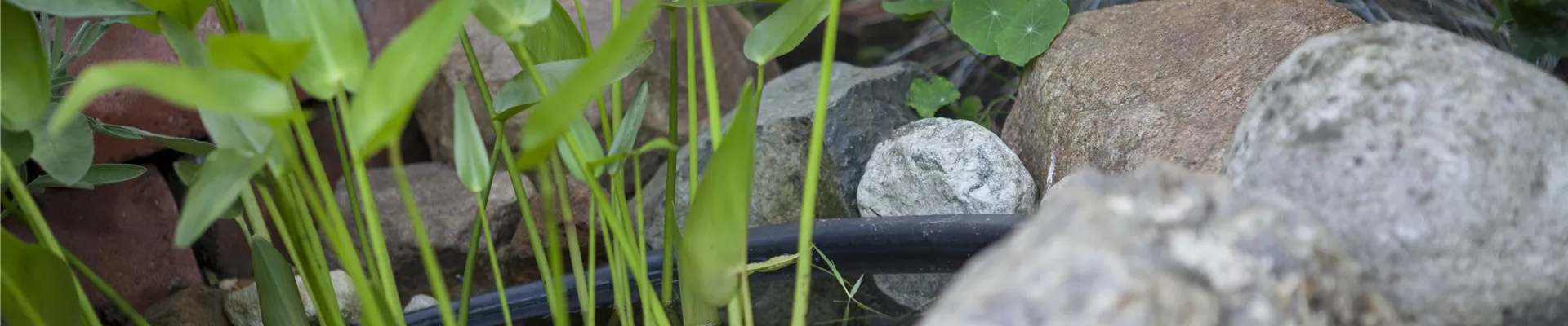 Mini-Teich Mini-Teich