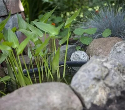 Schnell angelegter Gartenteich Schnell angelegter Gartenteich