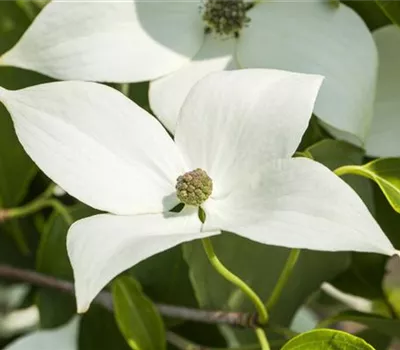 Cornus kousa chinensis 'Milky Way'