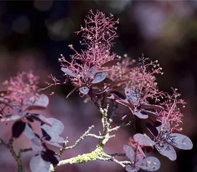 Cotinus coggygria 'Lilla' -S-