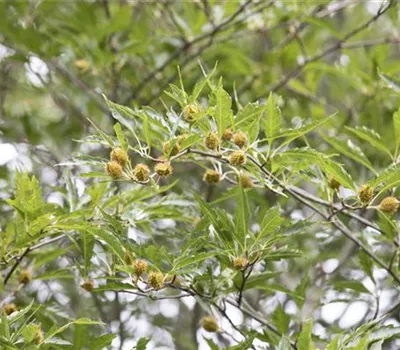 Fagus sylvatica 'Asplenifolia' Fagus sylvatica 'Asplenifolia'