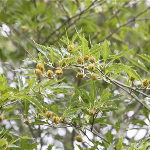 Fagus sylvatica 'Asplenifolia' Fagus sylvatica 'Asplenifolia'