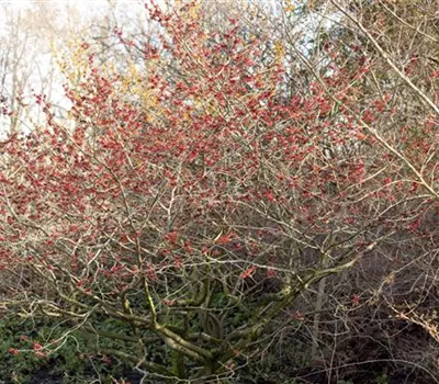 Hamamelis interm.'Feuerzauber'