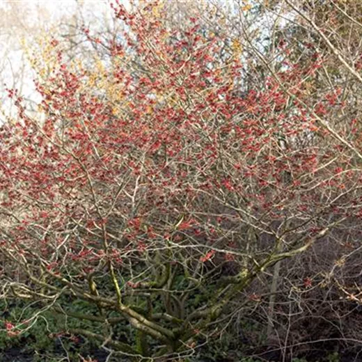 Hamamelis interm.'Feuerzauber'
