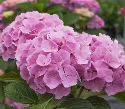 Hydrangea m. 'Forever & Ever' Pink -R- Hydrangea m. 'Forever & Ever' Pink -R-