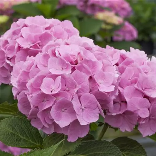 Hydrangea m. 'Forever & Ever' Pink -R-