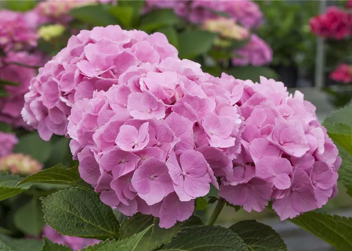 Hydrangea m. 'Forever & Ever' Pink -R-