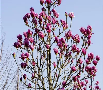 Magnolia "Cleopatra"