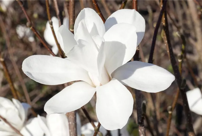 Magnolia stellata