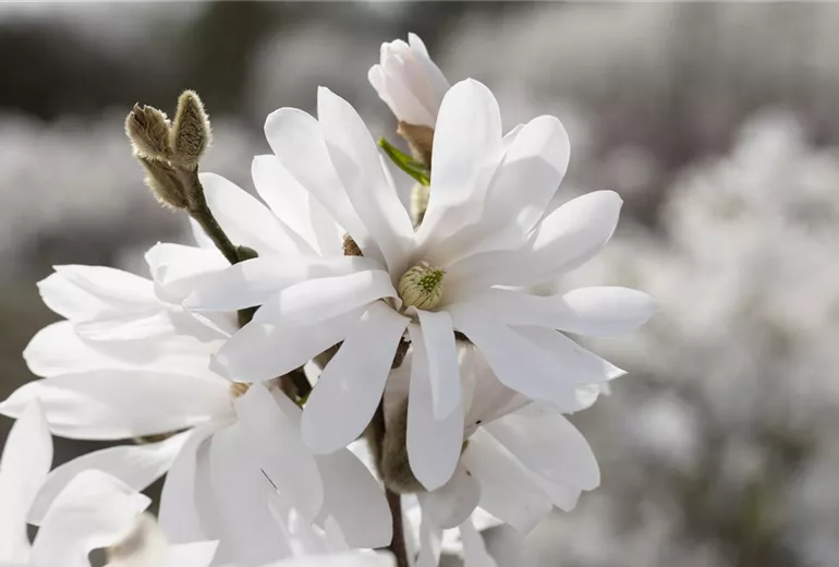 Magnolia stellata 'Royal Star' Magnolia stellata 'Royal Star'