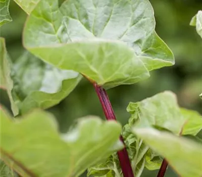 Rheum rhabarbarum 'Holsteiner Blut' Rheum rhabarbarum 'Holsteiner Blut'