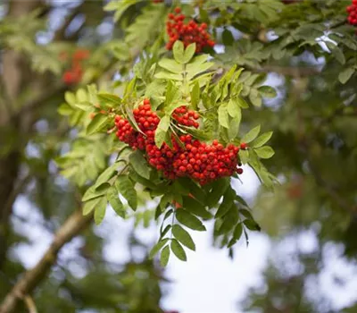 Sorbus aucuparia 'Konzentra' Sorbus aucuparia 'Konzentra'
