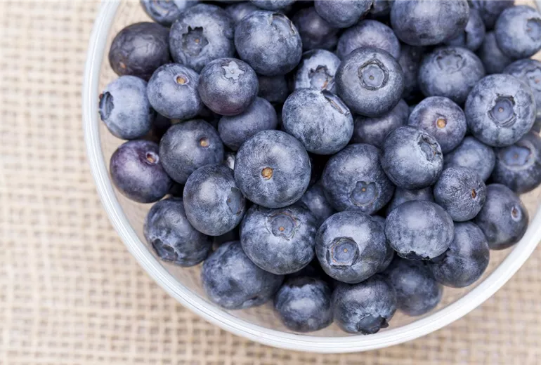 Vaccinium myrtillus Vaccinium myrtillus