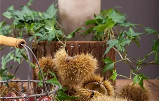 Esskastanien und Maronen sind reif Esskastanien und Maronen sind reif