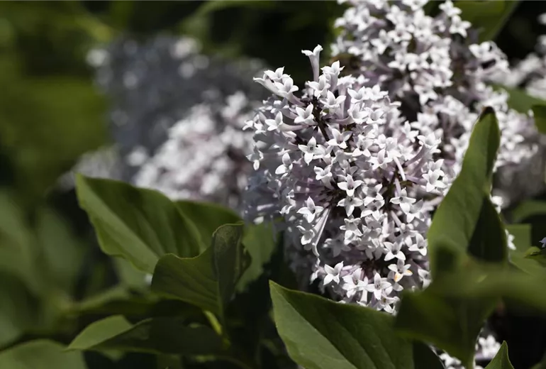 Syringa meyeri 'Palibin' Syringa meyeri 'Palibin'