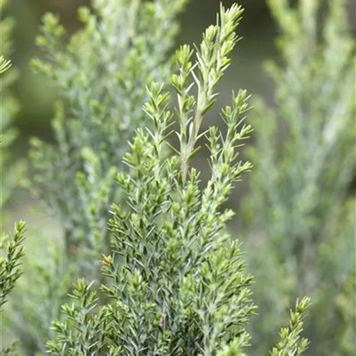 Chamaecyparis laws.'Ellwoodii'