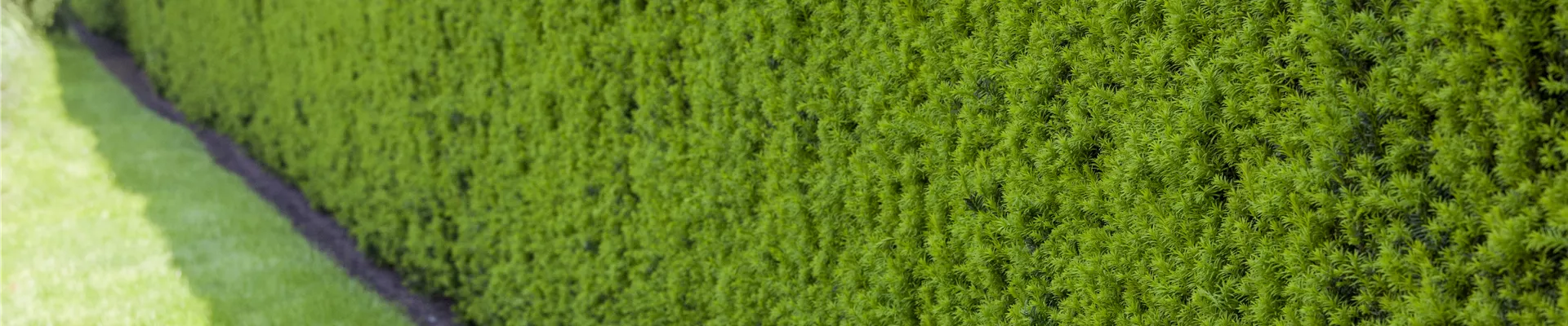 Taxus baccata Taxus baccata