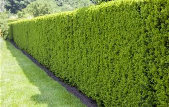 Hecken pflanzen - Vom Facettenreichtum lebendiger Zäune Hecken pflanzen - Vom Facettenreichtum lebendiger Zäune