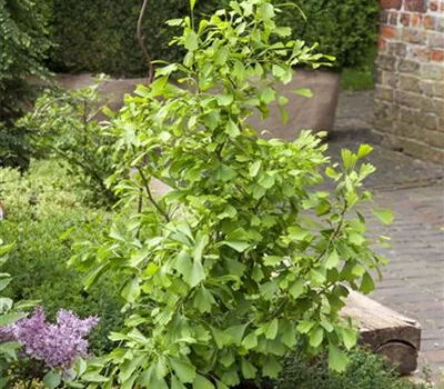 Ginkgo biloba 'Saratoga' Ginkgo biloba 'Saratoga'