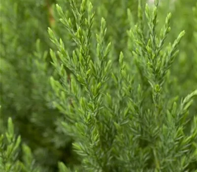 Juniperus chin.'Stricta' Juniperus chin.'Stricta'