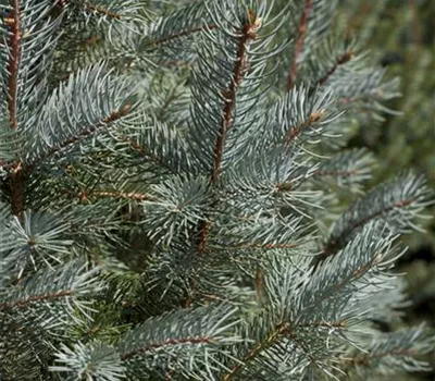 Picea pungens 'Edith' Picea pungens 'Edith'