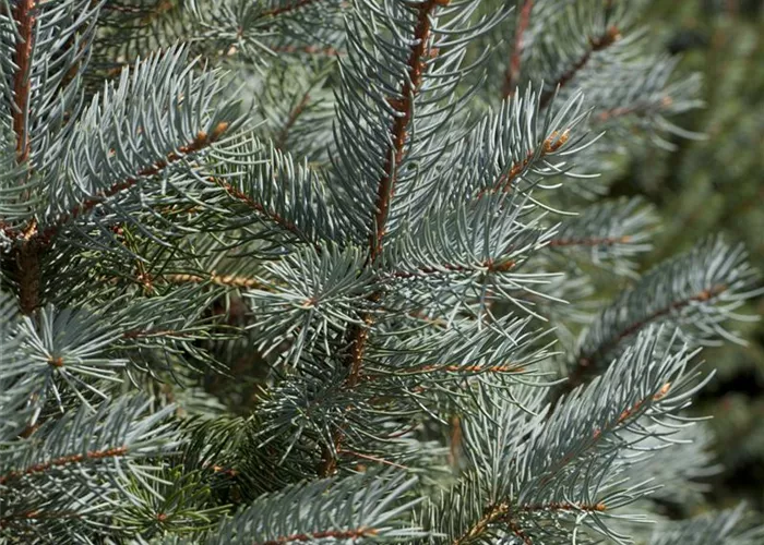 Picea pungens "Edith"