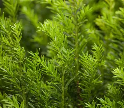 Taxus bacc. "Renke´s Kleiner Grüner" Taxus bacc. "Renke´s Kleiner Grüner"
