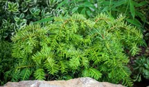 thuja pflanzerde Abendlndischer Lebensbaum Thuja occidentalis Brabant 125-150 cm Hhe