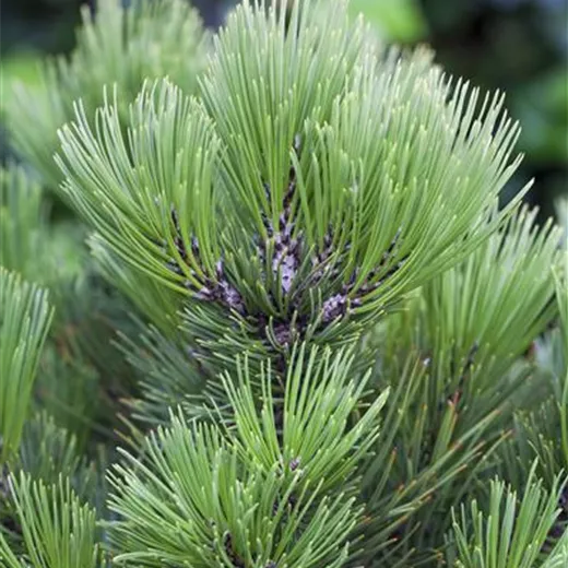 Pinus heldreichii 'Malinki'