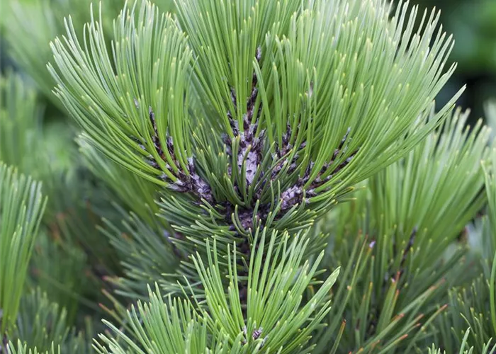 Pinus heldreichii 'Malinki'