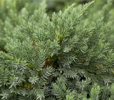 Juniperus squamata 'Blue Carpet'