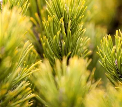 Pinus mugo 'Carsten's Wintergold' Pinus mugo 'Carsten's Wintergold'