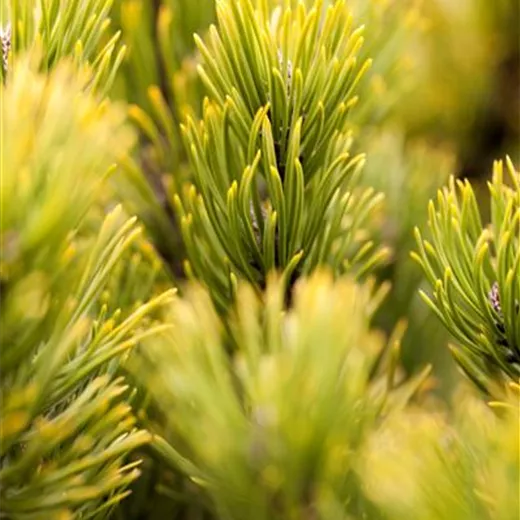 Pinus mugo 'Carsten's Wintergold'