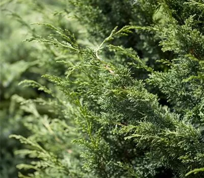 Juniperus virginiana 'Canaertii'