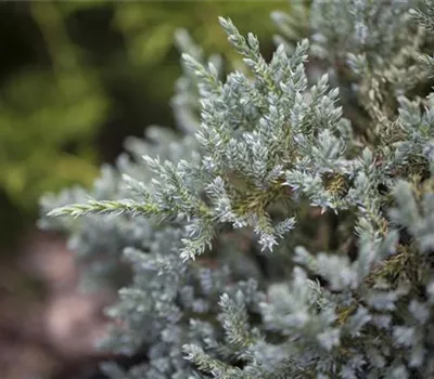 Juniperus virginiana 'Glauca'