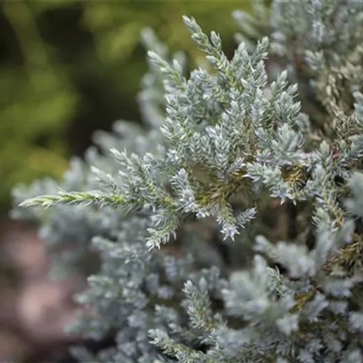 Juniperus virginiana 'Glauca'