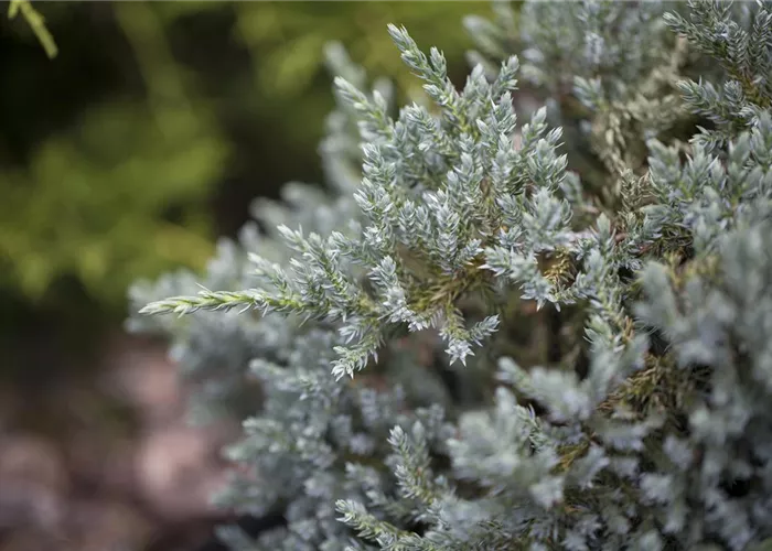 Juniperus virginiana 'Glauca'