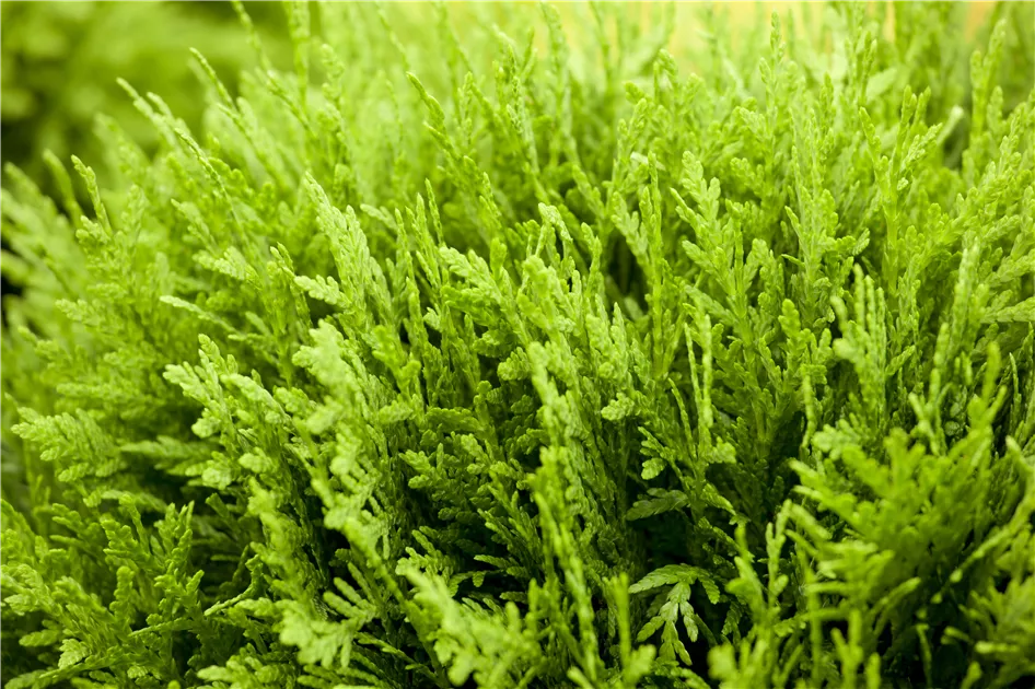 thuja mit pferdemist dngen Purgrn Thuja-Dnger 1 kg
