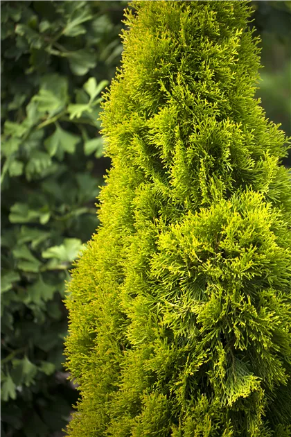 Thuja occidentalis 'Golden Smaragd' -R-