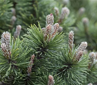 Pinus mugo "March"