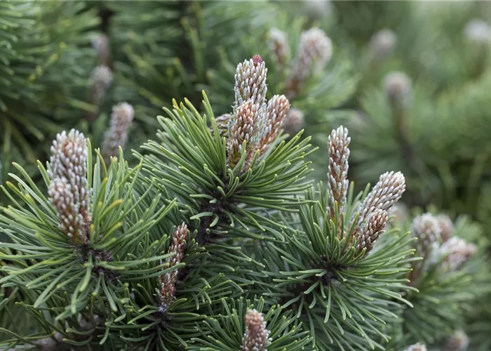 Pinus mugo "March"