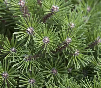 Pinus mugo 'Benjamin' Pinus mugo 'Benjamin'