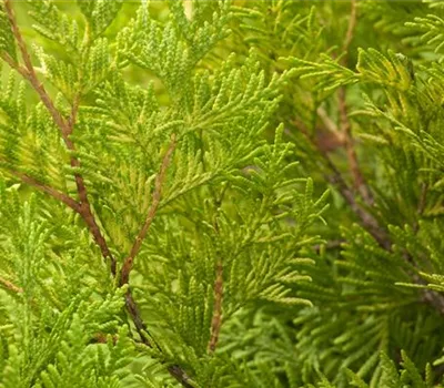 Thuja occidentalis 'Sunkist' Thuja occidentalis 'Sunkist'