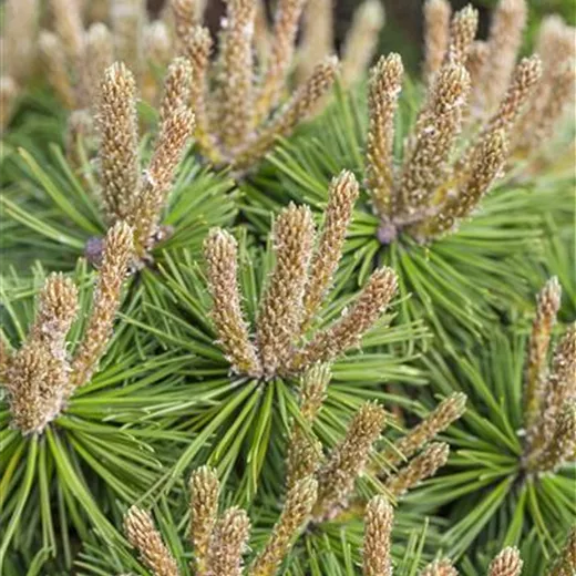 Pinus mugo "Klostergrün"