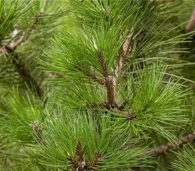 Pinus nigra ssp.nigra