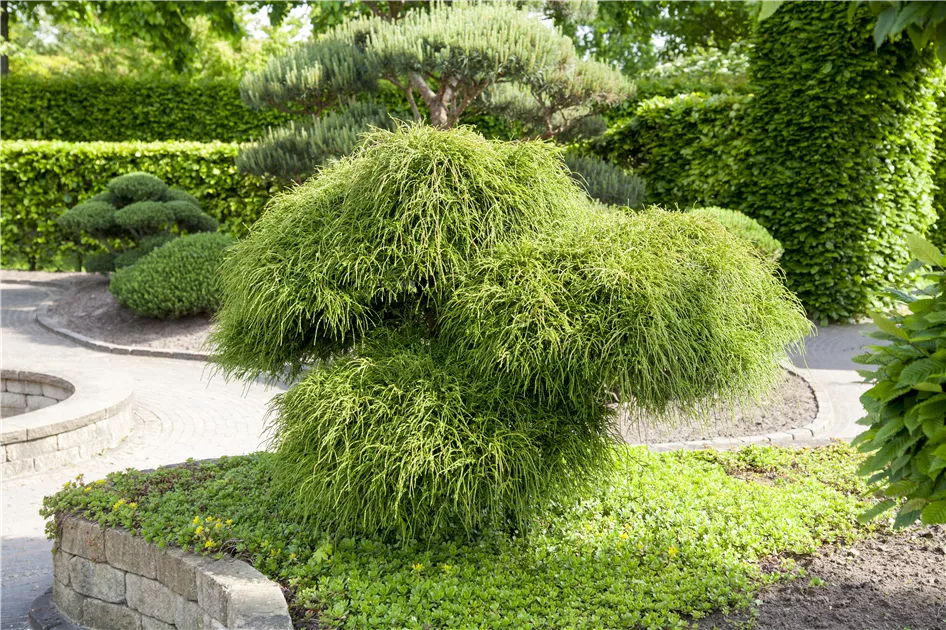 thuja baum dünger Purgrün Thuja-Brabant-Dünger 1 kg main image 1