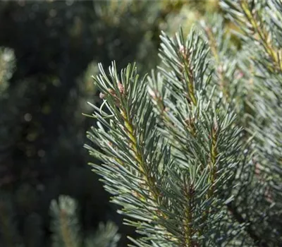 Pinus sylvestris "Sandringham"