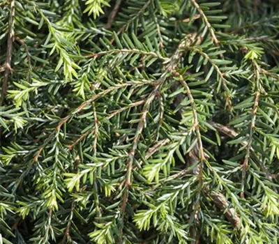 Tsuga canadensis "Cole's Prostrate"