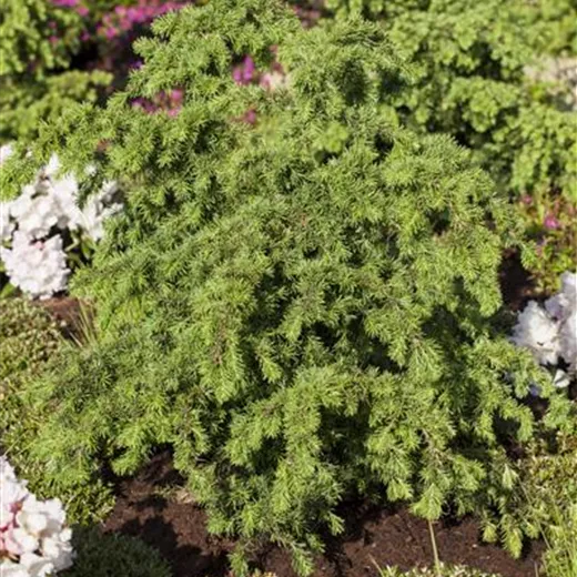 Tsuga mertensiana