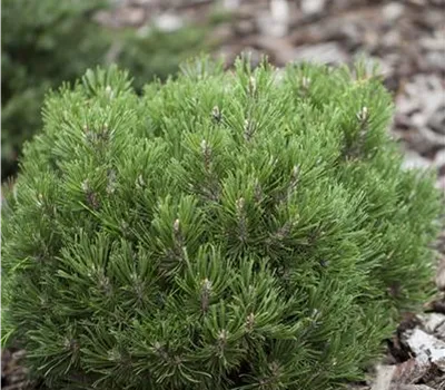 Pinus uncinata 'Heideperle'